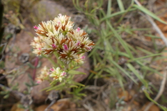 Crassula subulata subulata
