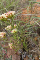 Crassula subulata subulata