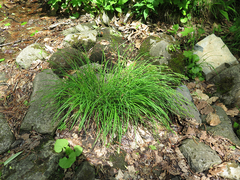 Carex augustinowiczii
