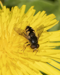 Parhelophilus rex
