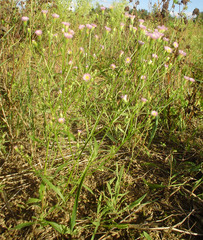 Erigeron × huelsenii
