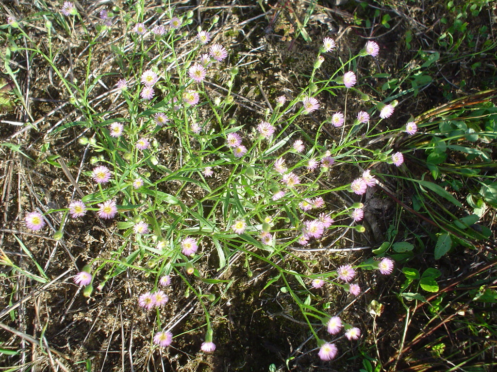 Erigeron × huelsenii