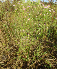 Erigeron × huelsenii