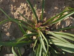 Gymnarrhena micrantha