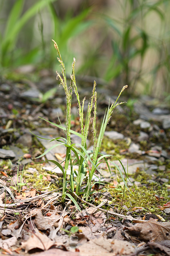 Carex sect. Debiles