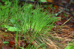Carex callitrichos