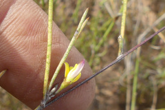 Aspalathus lebeckioides