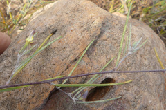 Aspalathus lebeckioides