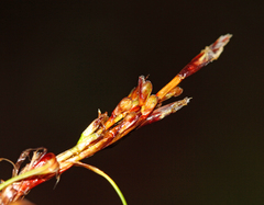 Carex callitrichos