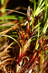 Carex callitrichos