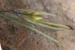 Aspalathus lebeckioides