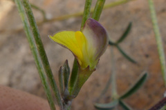 Aspalathus lebeckioides