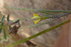 Aspalathus lebeckioides