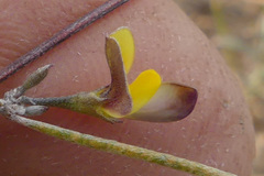 Aspalathus lebeckioides