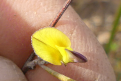 Aspalathus lebeckioides