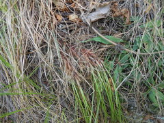 Carex callitrichos