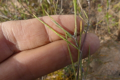 Aspalathus lebeckioides
