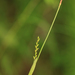 Carex auriculata - Photo (c) V.S. Volkotrub,  זכויות יוצרים חלקיות (CC BY-NC), הועלה על ידי V.S. Volkotrub