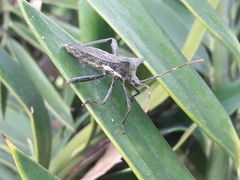 Elasmopoda valga