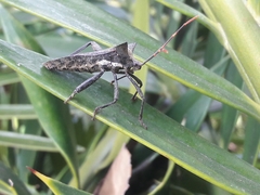 Elasmopoda valga
