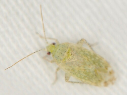 Oncotylus guttulatus