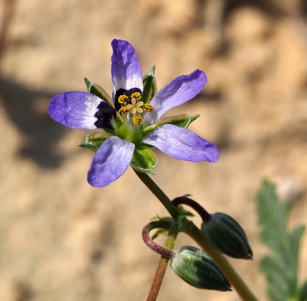 Erodium oxyrhinchum