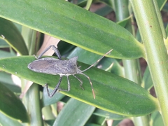 Elasmopoda valga