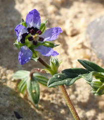 Erodium oxyrhynchum