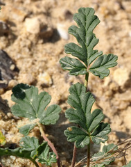 Erodium oxyrhynchum