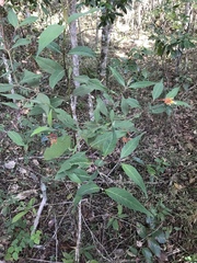 Palicourea marcgravii