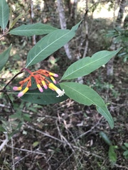 Palicourea marcgravii