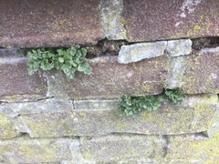 Asplenium ruta-muraria