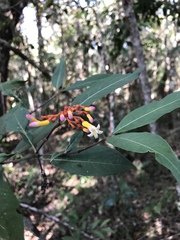 Palicourea marcgravii