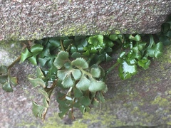 Asplenium ruta-muraria