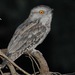 Tawny Frogmouth - Photo (c) QuestaGame, some rights reserved (CC BY-NC-ND)