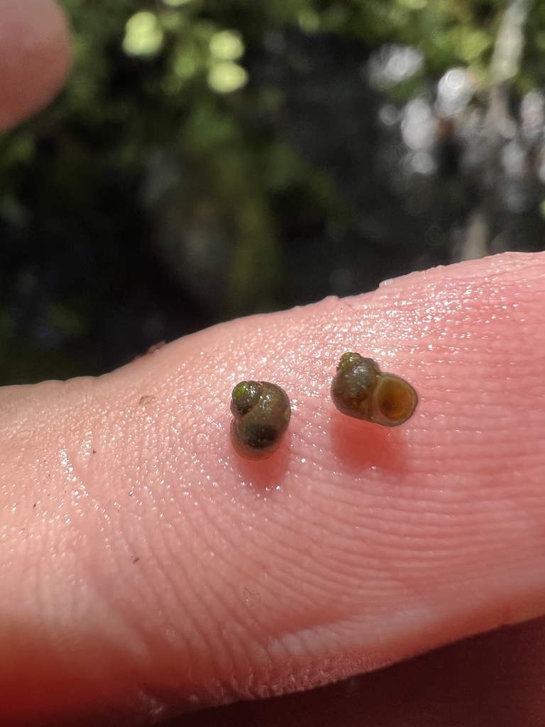 Goose Valley Pebblesnail