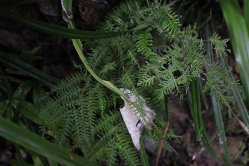 Lindsaea tenuifolia observed 2023-08-30