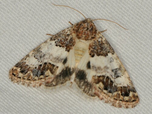 Schinia albafascia photo 3
