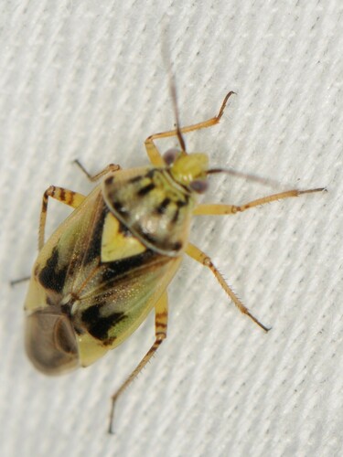 Lygus atriflavus