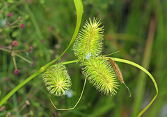 Carex capricornis