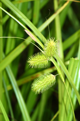 Carex capricornis