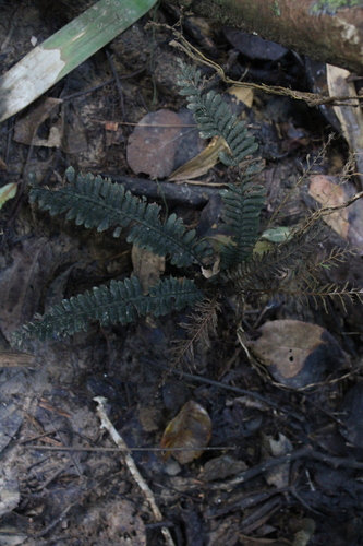 Cephalomanes atrovirens iNat (2)