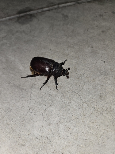 Ox beetle