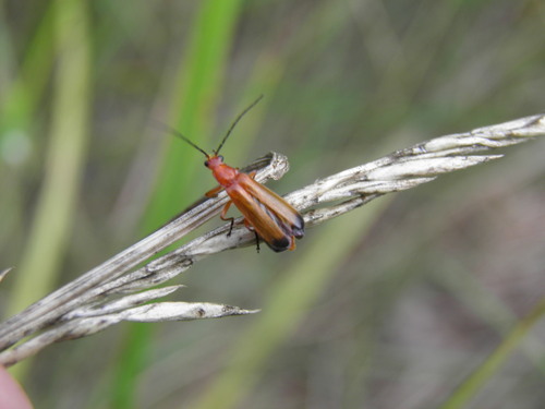 Skėtinis minkštavabalis