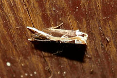 Chaliniastis astrapaea