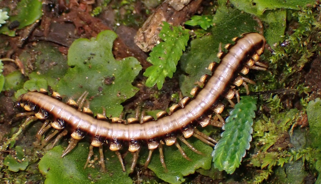 Pycnotropis