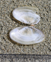 Hiatula siliquens