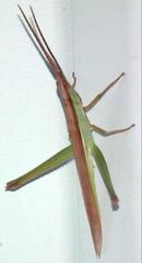 Gelastorhinus rotundatus