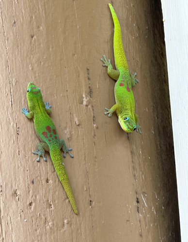Gold Dust Day Gecko