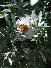 Romneya coulteri